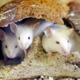 Mice take shelter in a loaf of bread.